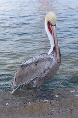Close up of a pelican in San Francisco Bay