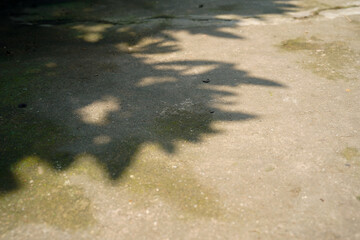 leaves shadow overlay