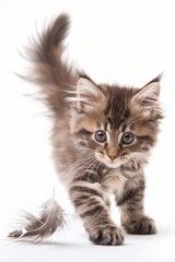 Playful Tabby Kitten Walking Forward on White
