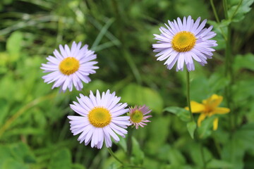 Close Up Flowers