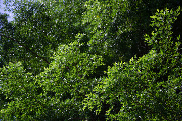 Image of tree tops with dense, small leaves. arranged in layers Gives a feeling of shady and rest.