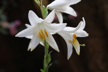Fototapeta premium Lilium candidum is a plant in the true lily family
