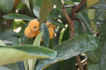 ripe loquat fruits in spring