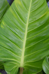 Close-up photo of Philodendron leaves With bright green color, the leaf veins can be clearly seen. Suitable for use as a nature background.