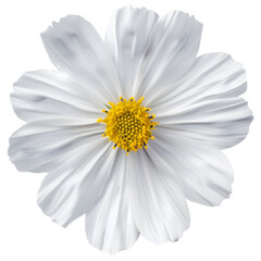 white cosmos flower isolated 
