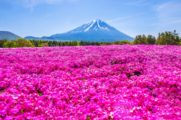 Naklejka premium Landscape of Fuji Shibazakura Festival with the field of pink moss of Sakura or cherry blossom with Mountain Fuji Yamanashi, Japan