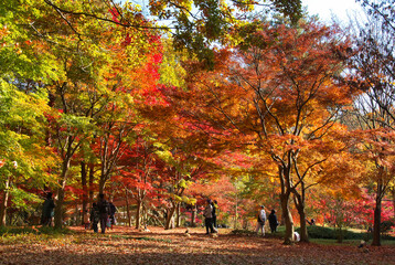 鮮やかな紅葉　国営武蔵丘陵森林公園