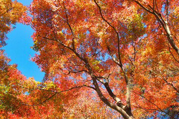 鮮やかな紅葉　国営武蔵丘陵森林公園