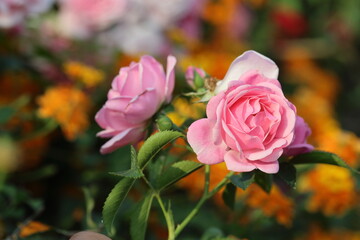 pink rose on lantana flowers background