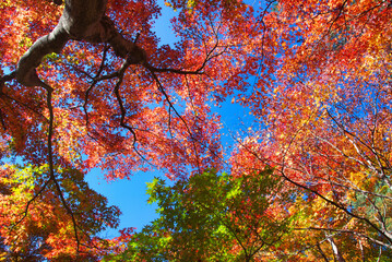 鮮やかな紅葉　国営武蔵丘陵森林公園