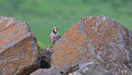 
Chukar Partridge (Alectoris chukar) is considered one of the most beautiful-voiced birds in the...