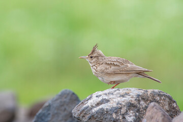 Crested Lark (Galerida cristata) is a songbird. It is a common and resident birds in Asia and Europe.