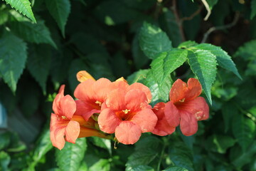 chinese trumpet vine flowers in spring
