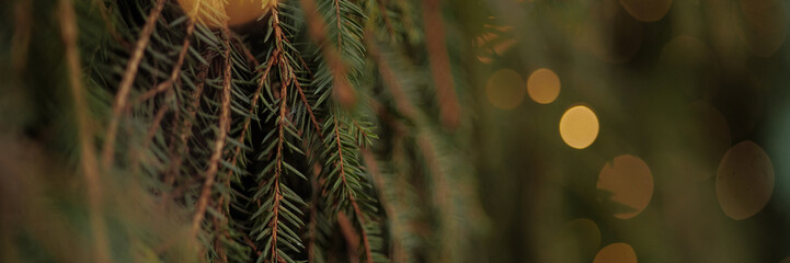 Background a texture spruce branches of Christmas tree for a Christmas card. Banner with copy space.