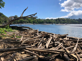 Debris of rotting bamboo lay at the shore, hauled from a polluted lake.