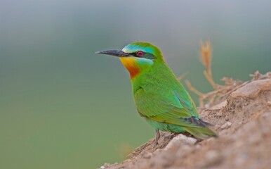 Blue-cheeked Bee-eater (Merops persicus) comes from the African continent to the southern parts of Turkey to breed in the summer months. It is a rare species.