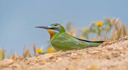 Blue-cheeked Bee-eater (Merops persicus) comes from the African continent to the southern parts of Turkey to breed in the summer months. It is a rare species.