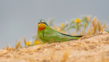 Blue-cheeked Bee-eater (Merops persicus) comes from the African continent to the southern parts of...