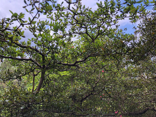 Leaves of Terminalia Ivorensis Chev Bonsai in bloom creates beautiful canopy