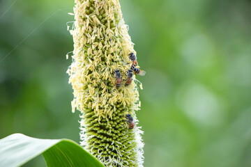 Bees around the raw corn plant.