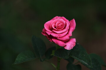 a beautiful, isolated rose in the garden