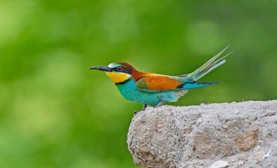 European Bee-eater (Merops apiaster) is a common bee-eater species that spends the winter in Africa and comes to Asia and Europe to breed in the summer.