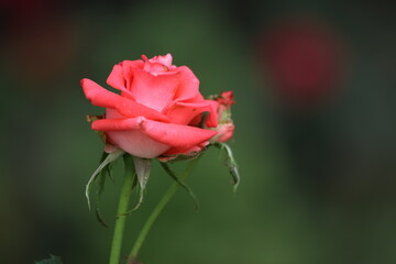 Obraz premium a beautiful, isolated rose in the garden