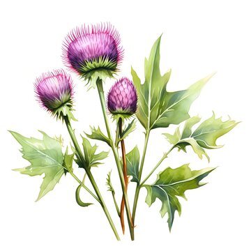 watercolor purple thistle flowers and green leaves clip art preview