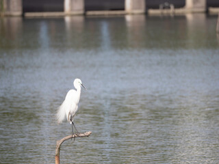 Intermediate Egret