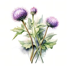 Burdock flowers. Burdock plant clipart. Watercolor illustration. Generative AI. Detailed illustration.