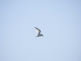 Fototapeta premium Little Tern flying