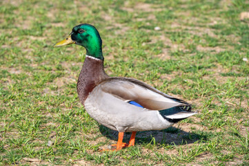 Closeup of male mallard duck drake green head and beautiful patterned feathers on land with orange feet profile side view
