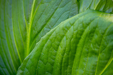 Closeup of large green leaves with yellow veins and leaf texture freshness green nature background