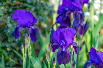 Purple bearded iris flower head closeup in pretty garden selective focus with copy space nature background