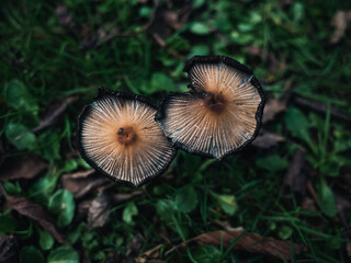 Mushroom in the forest