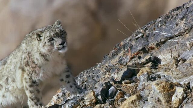 Close up View Of Wild Snow Leopard