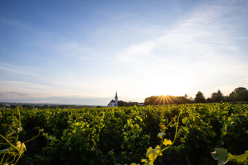 In the foreground you can find beautiful green vineyards in a landscape shot. In the background there is an old church with the sun setting behind it. Vineyards of the city of Frankfurt in Hochheim 