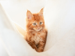 Maine Coon cat lying on white background.