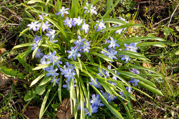 Glory of the Snow (Scilla forbesii)