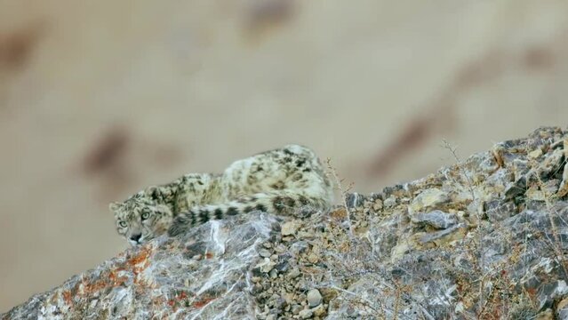 Amazing View Of Snow Leopard in The Mountains