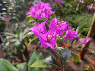 Korea's Jeju Island's Sky Wildflowers