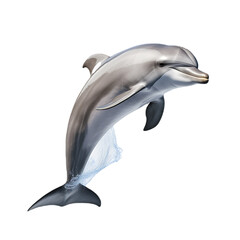 Dolphin jumping on transparent background PNG