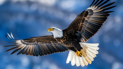 Obraz premium Majestic Bald Eagle Soaring Against Blue Sky