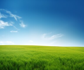 Obraz premium Vibrant Green Grass Field and Clear Blue Sky Nature Landscape