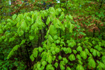fresh beech leafs