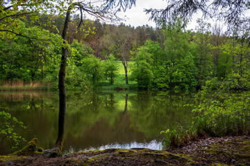 lake in the forest