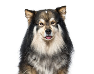 Portrait of Finnish Lapphund dog on transparent background