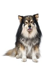 Portrait of Finnish Lapphund dog sitting on transparent background