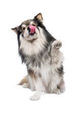 Portrait of Finnish Lapphund dog waving and licking his mouth on transparent background © Linda