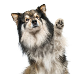 Portrait of Finnish Lapphund dog waving on transparent background